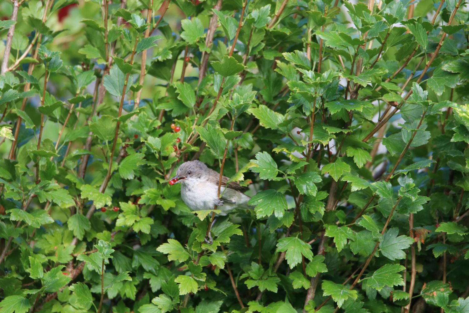Gærdesanger