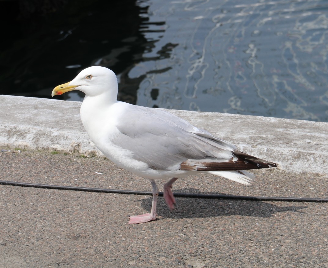 Sølvmåge