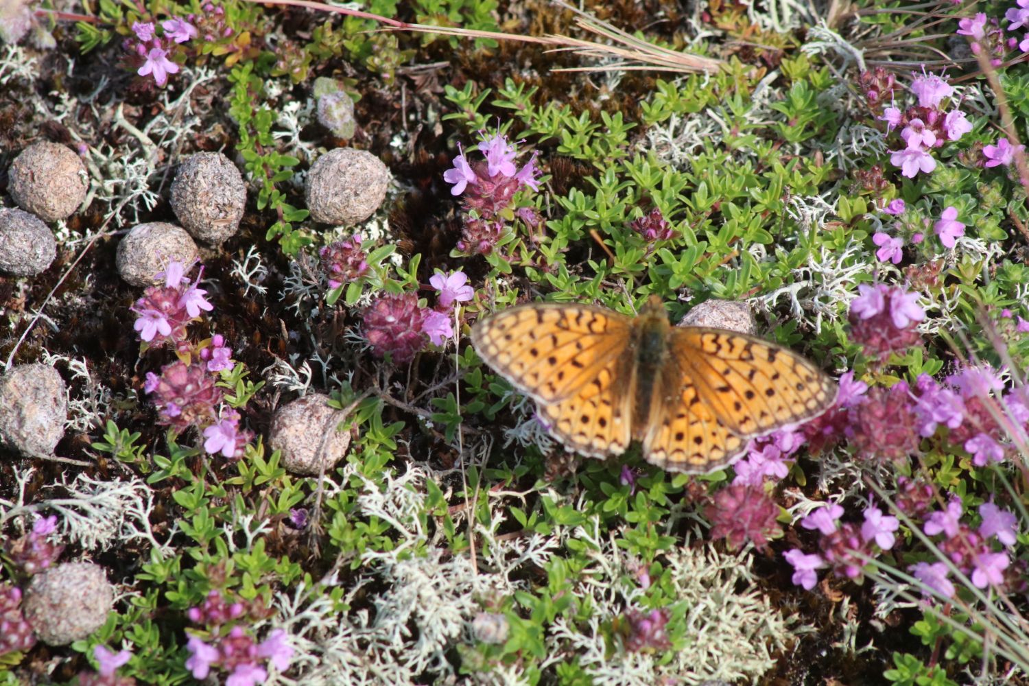 Sommerfugl