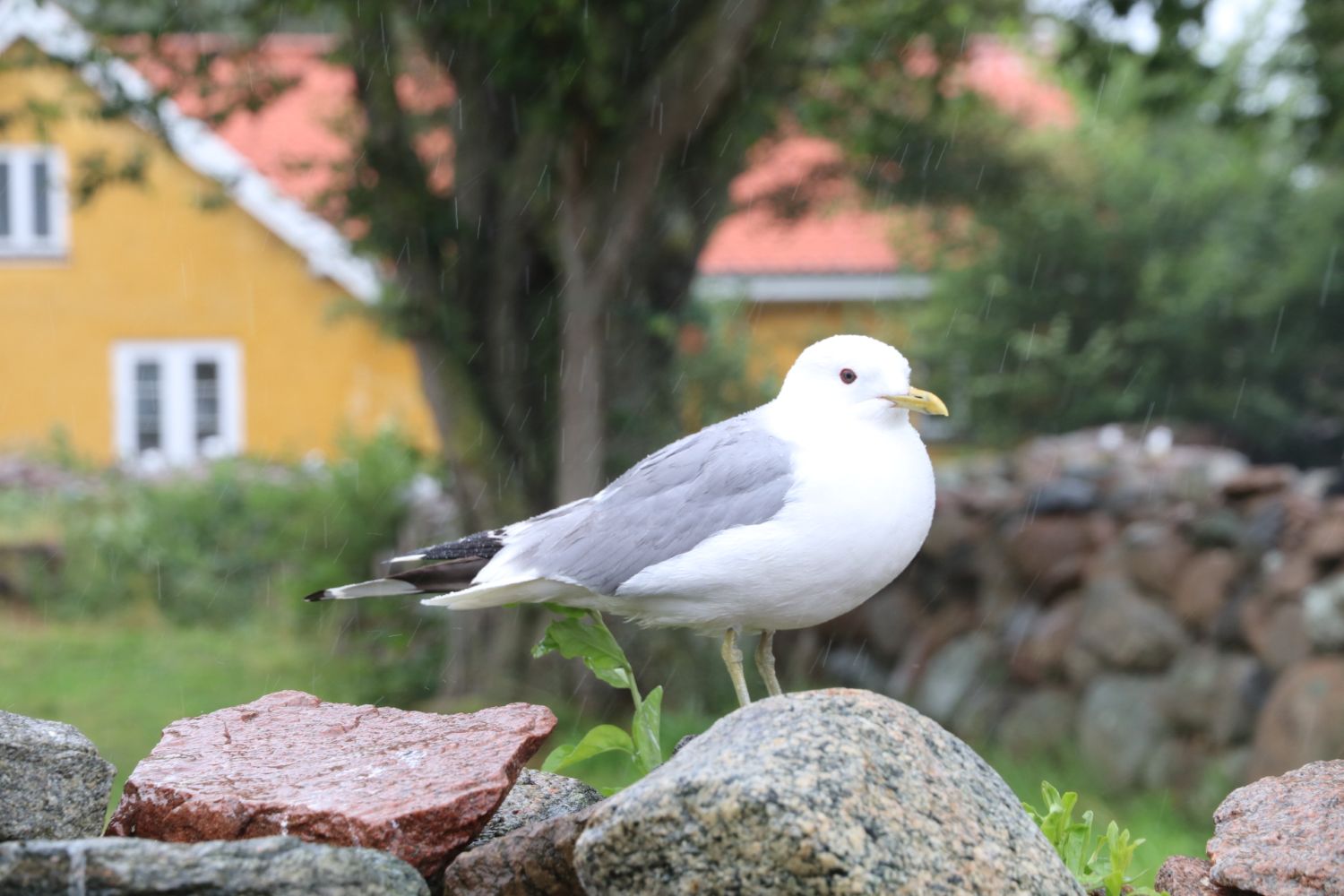 Stormmåge