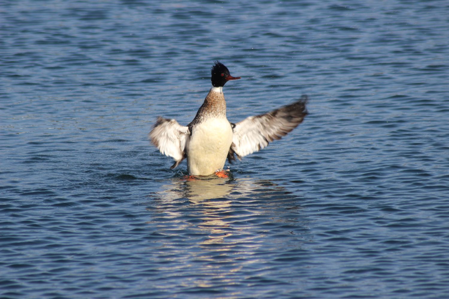 Toppet Skaldesluger